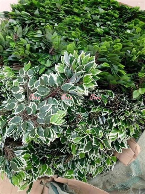 Lá Si Viền Trắng 12 Cành